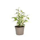 Ficus benjamina 'Aurea' - Pot D 12cm . Label Fleurs de France 